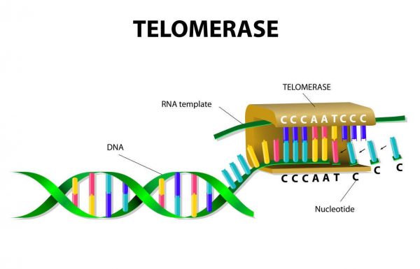 Image of how telomerase rebuilds damaged telomeres at the end of a DNA strand.