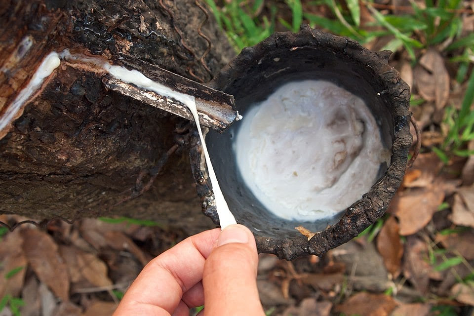 photo of latex from a tree tap